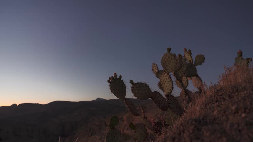 a sunset timelapse of a cactus with the Aurora appearing after sunset