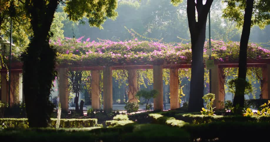 A pergola with pink flowering vines in a garden under sunlight