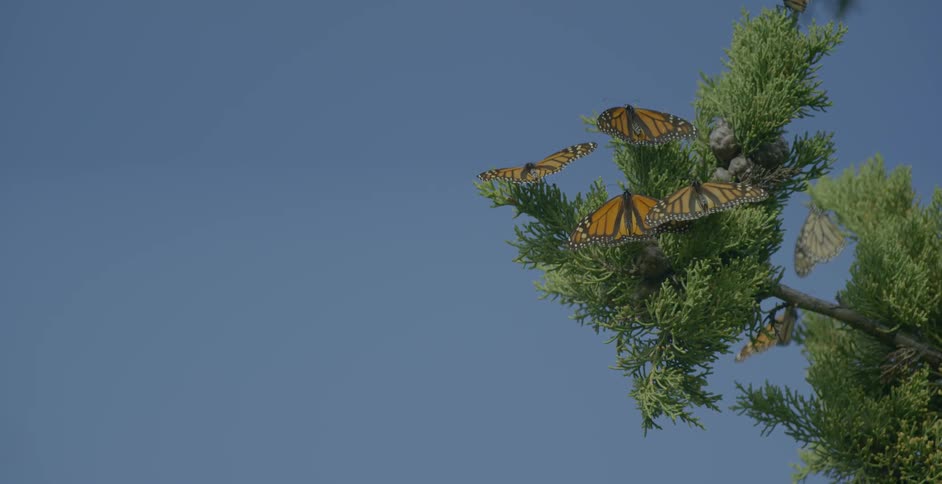 Butterflies sit on a tree branch
