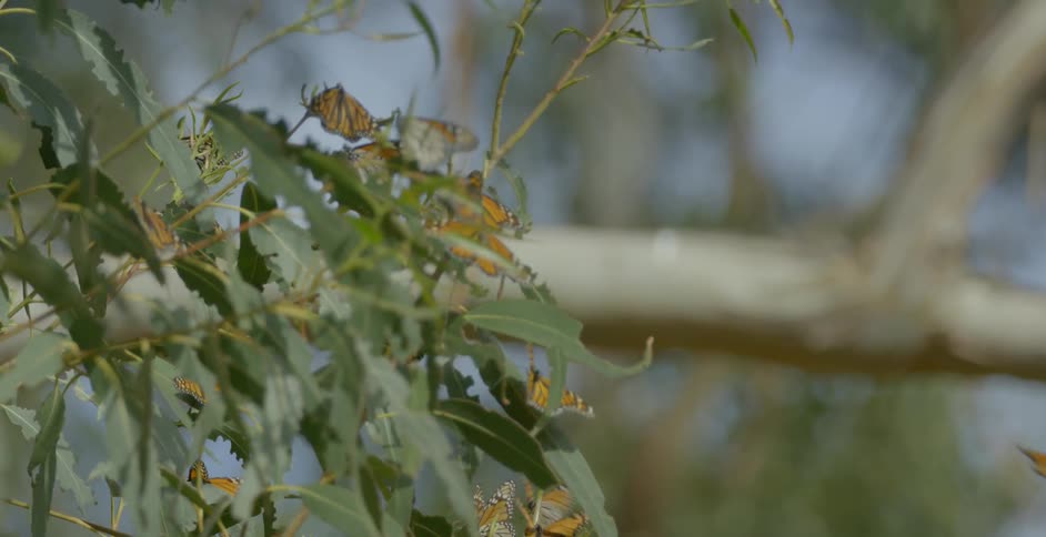 Butterflies land on a tree branch