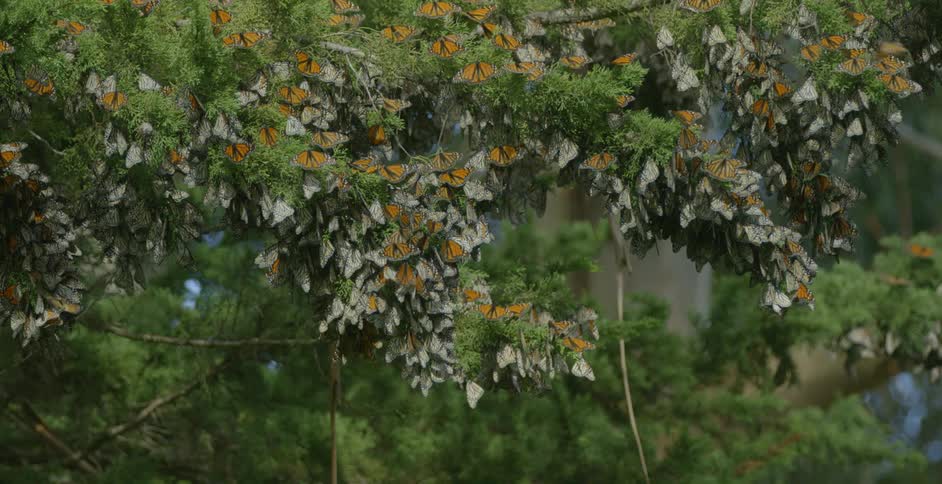 Butterflies fly and land on a tree