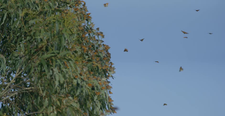 Butterflies fly and land on a tree
