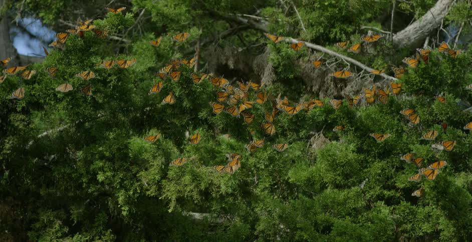 Butterflies cover a tree branch