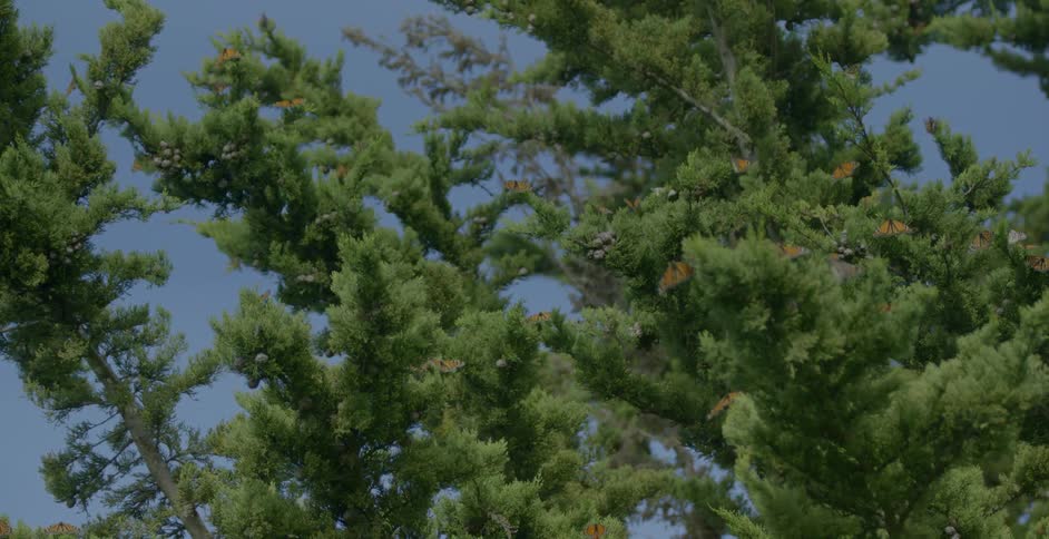 Monarchs sitting on many branches of trees