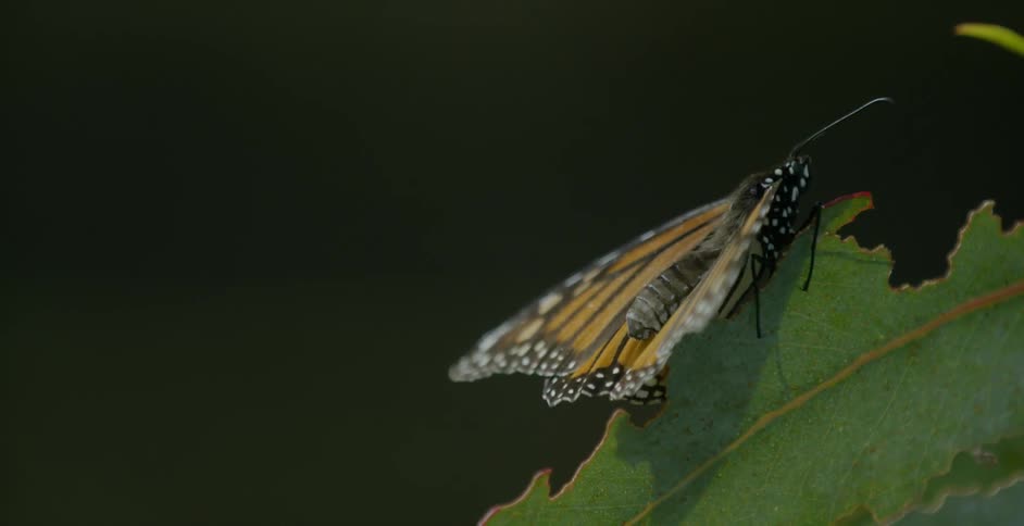 A butterfly is sitting on a leaf in sunshine