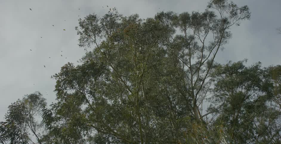 A flock of birds fly above a tree