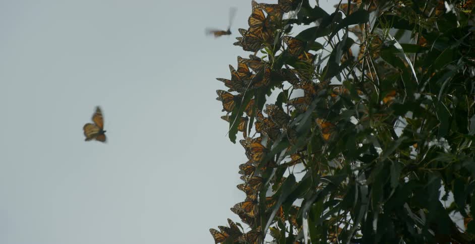 Swarm of butterflies resting on a plant