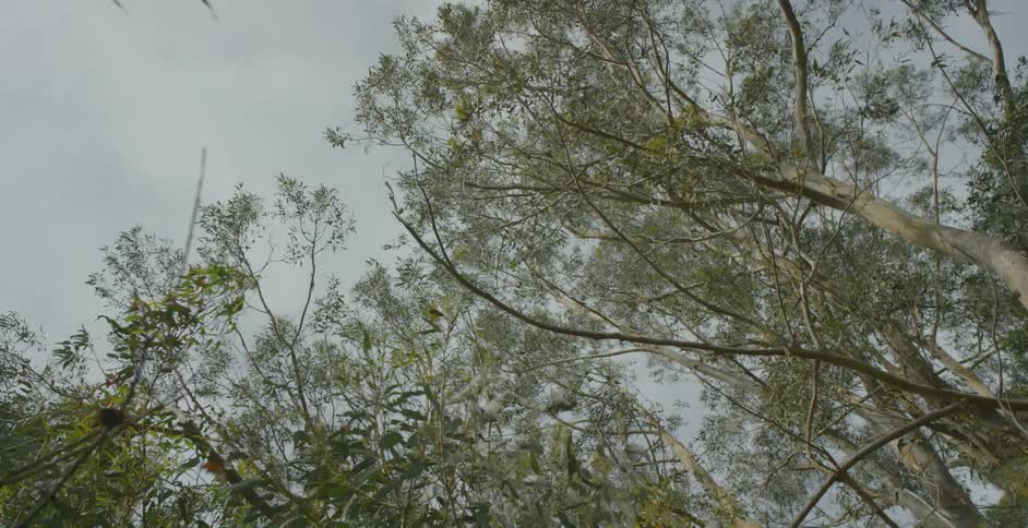 Butterflies flying around trees on cloudy day