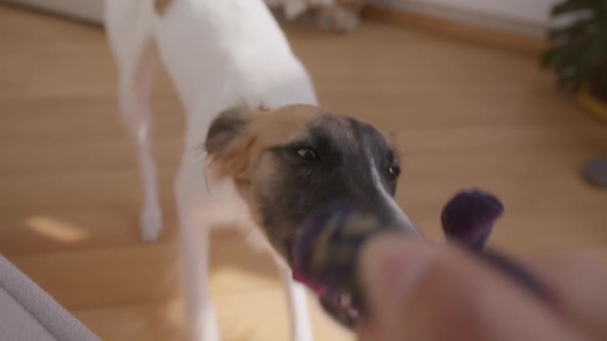 Dog playing by pulling a rope that the owner is holding