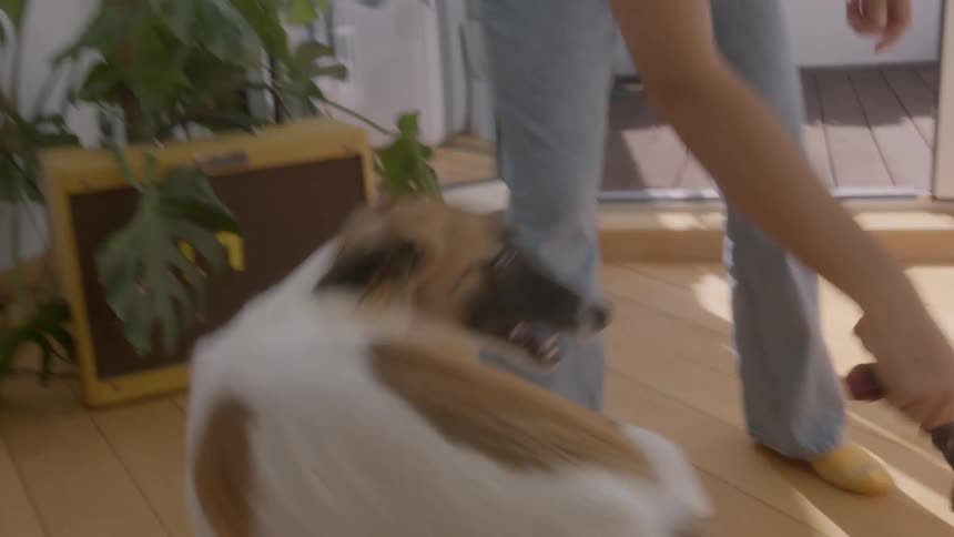 A woman in blue jeans and a beige top plays with a borzoi dog in the living room