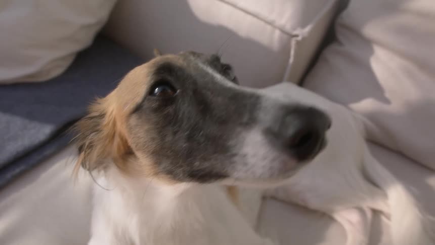 Dog lying in an armchair