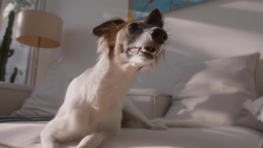 White dog with brown dog sitting on sofa in living room