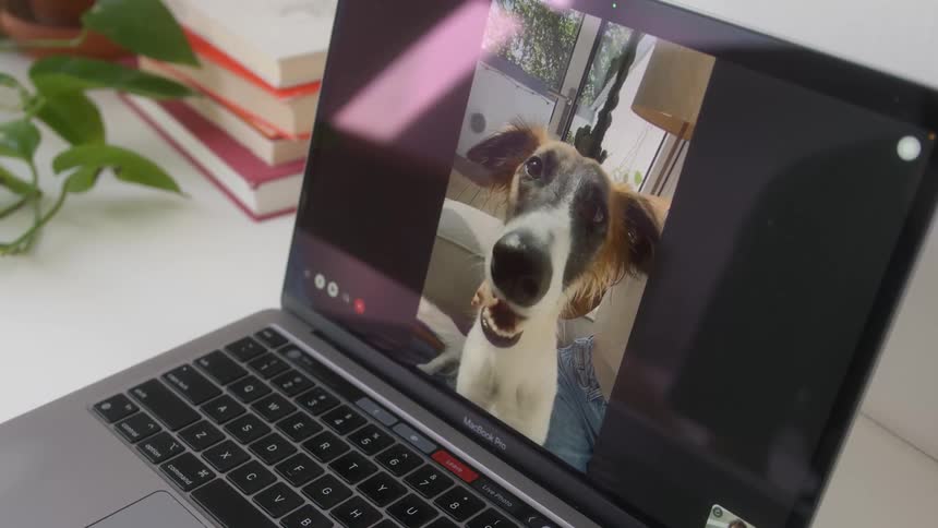 Closeup of a laptop screen with a dog appearing on a video call