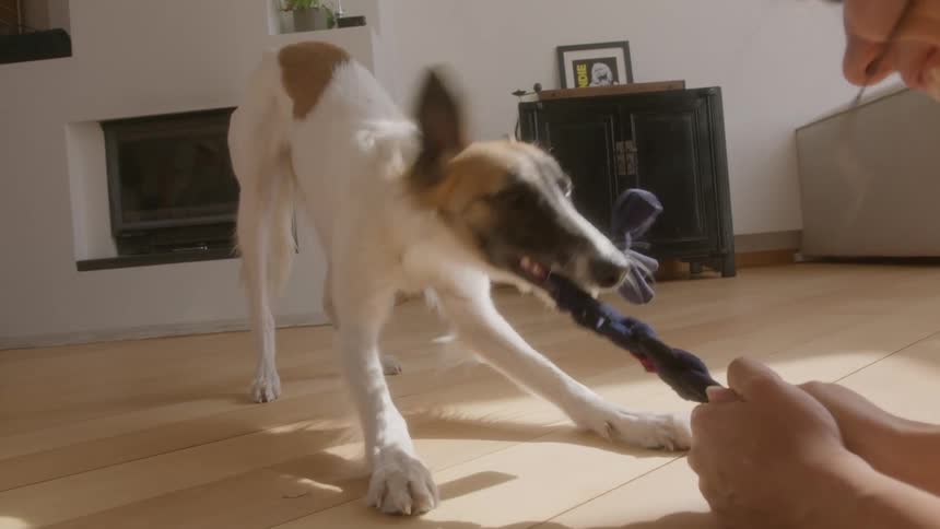 Dog pulling a rope that his owner holds at the other end playing