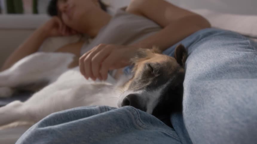 Dog lying on the legs of a woman who caresses her body