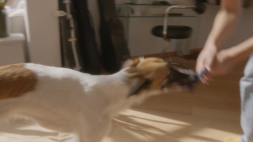 A woman plays with a dog in a bright modern living room