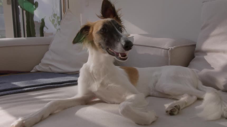 Dog with one ear up and one down lies on couch near glass doors