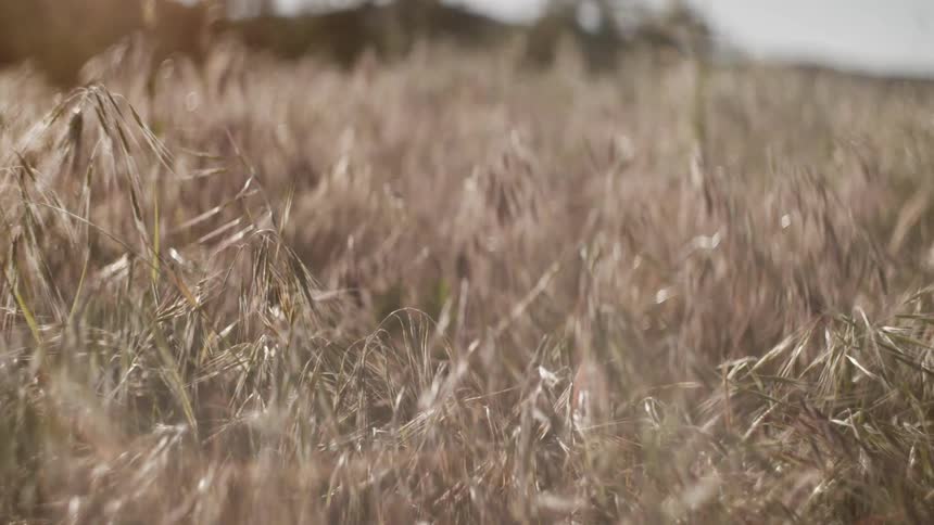 The yellow grass is blowing in the wind