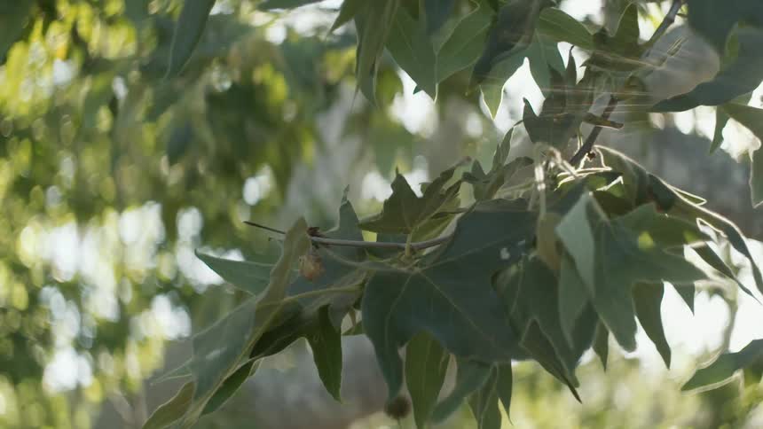 Leaves on trees swaying in the breeze