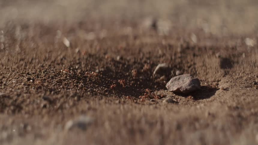 Many ants crawling out of hole in sand