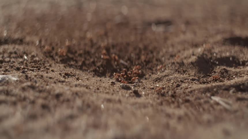 Ants going in and out of dirt hole in ground
