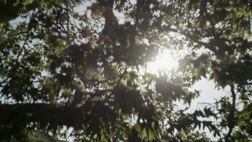 Sunlight shines through leaves