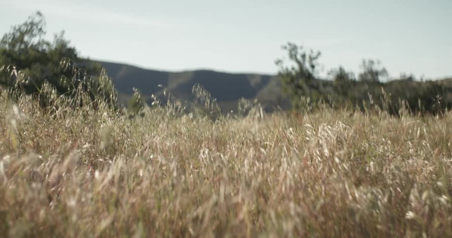 Wheat grass and trees sway in the breeze