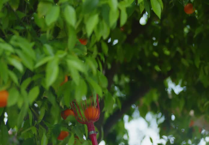 Woman picks orange from fruit tree in home yard and passes it to man