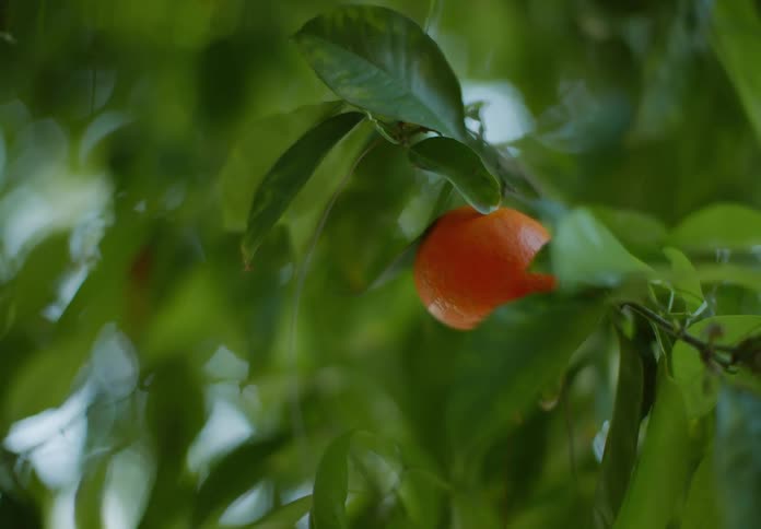 An orange hanging from a tree