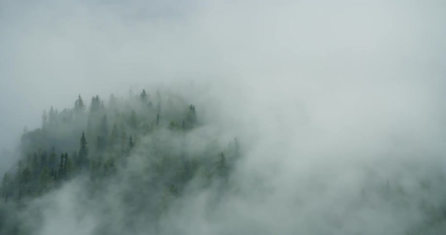 Aerial view of a forest almost entirely covered in fog