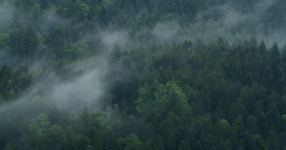 Fog is rolling through the forest