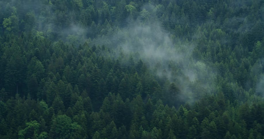 A few sparse clouds hover over a dense forest