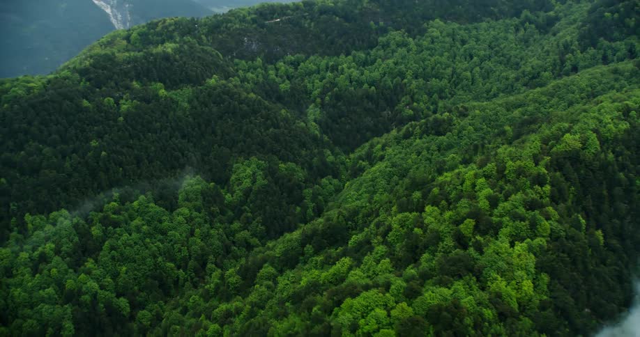 Green forest in mountains