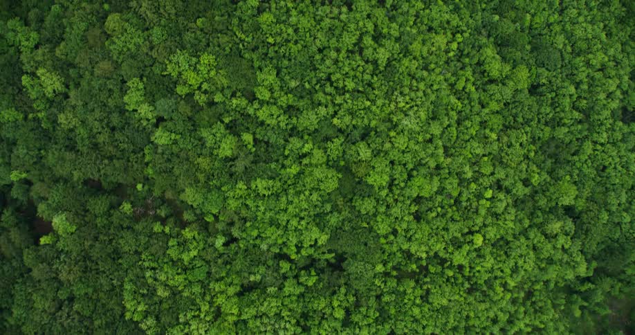Dense forest covers uneven terrain