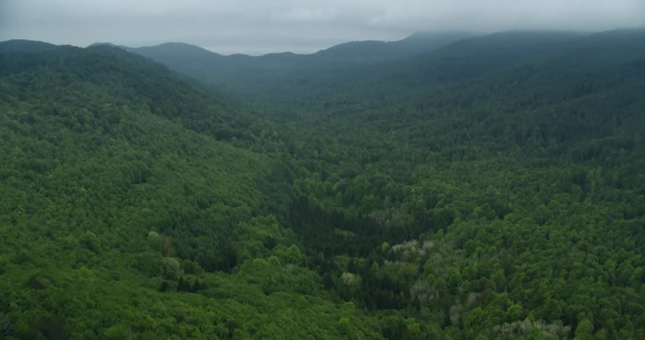 Aerial landscape of an extensive forest in the mountains