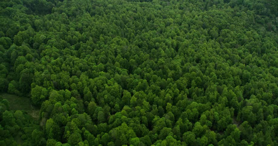 Aerial panorama of a greenish forest on a mountain