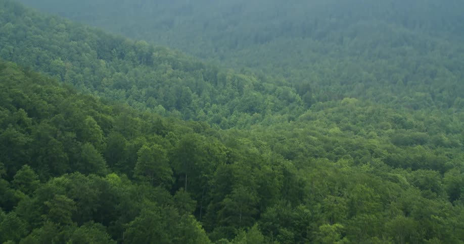 The mountains are covered with trees on a foggy day