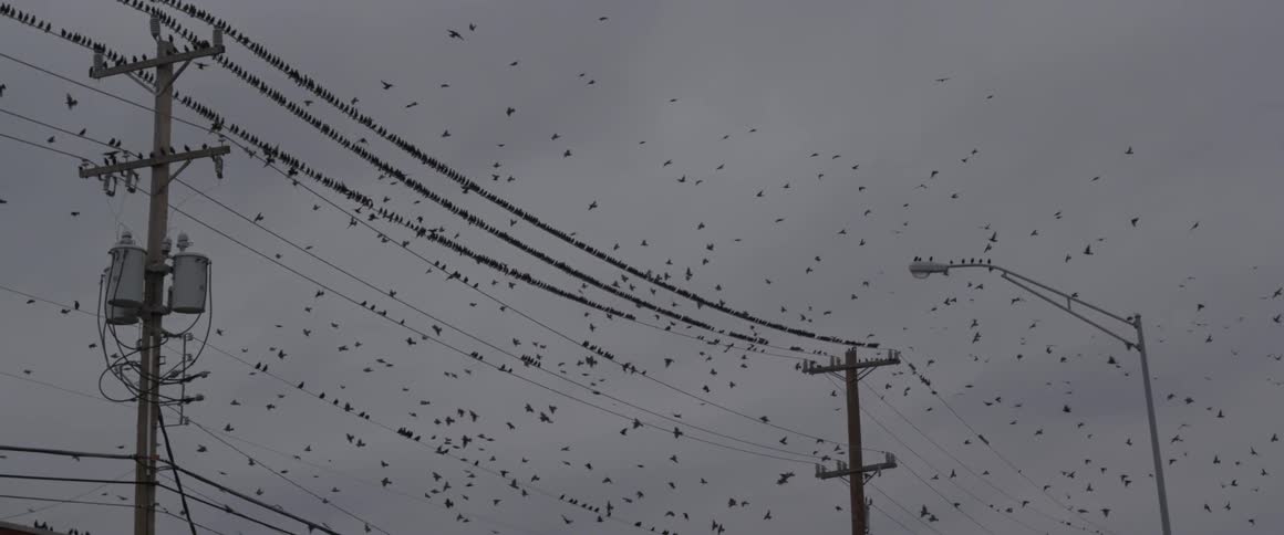 A large flock of black birds fly around and sit on telephone wires