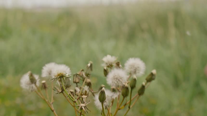 Dandelions  blow in the wind