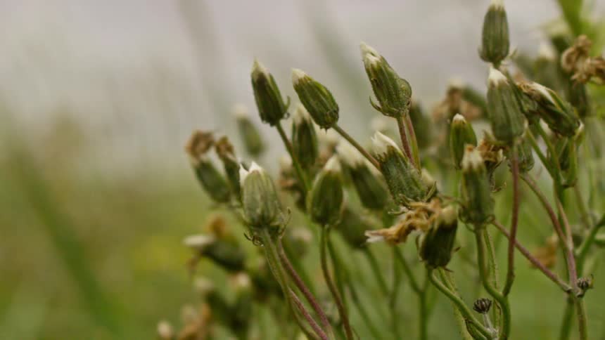 Close up on a dandelion plant swaying in the breeze