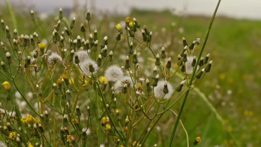 Dandelion plants with closed and open buds waving gently in the wind