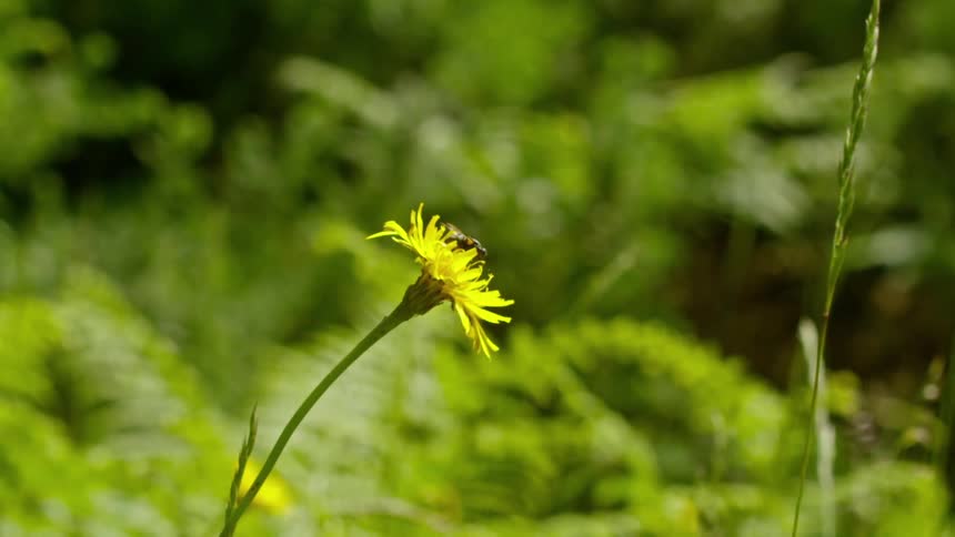 A bee collects pollen on a yellow flower before flying off