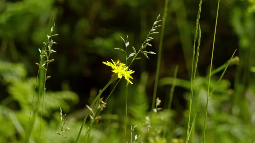 A bee takes flight from a yellow flower in slow motion
