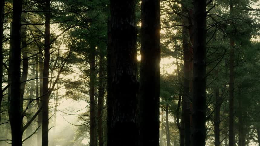 Tracking past trees in a misty forest ans sunlight breaks through the trees