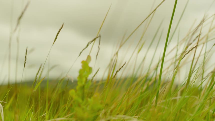 A small leafy plant and strands of grass moving in the wind against a cloudy sky