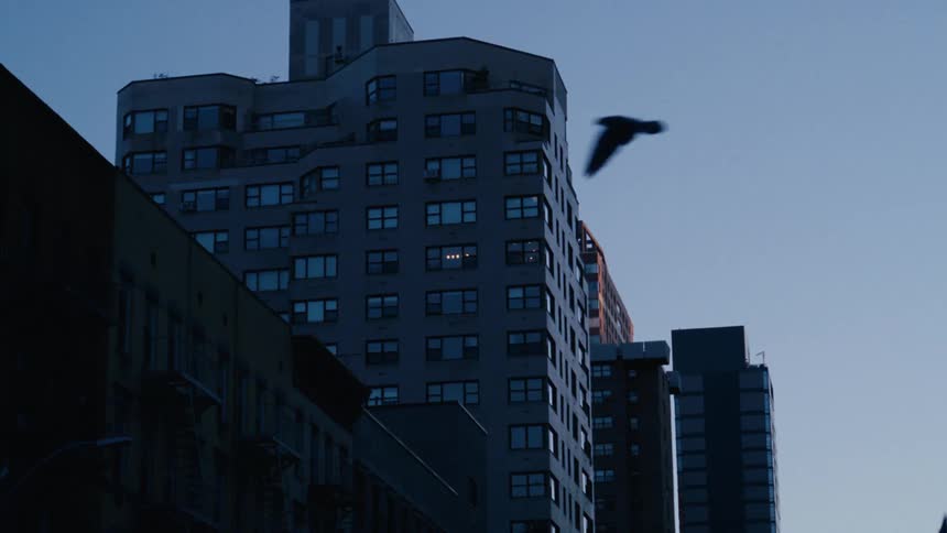 Silhouette of pigeons flying in the city during twilight against the evening sky