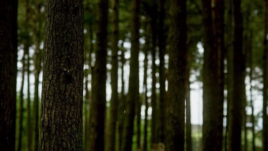Timelapse of a darkening forest
