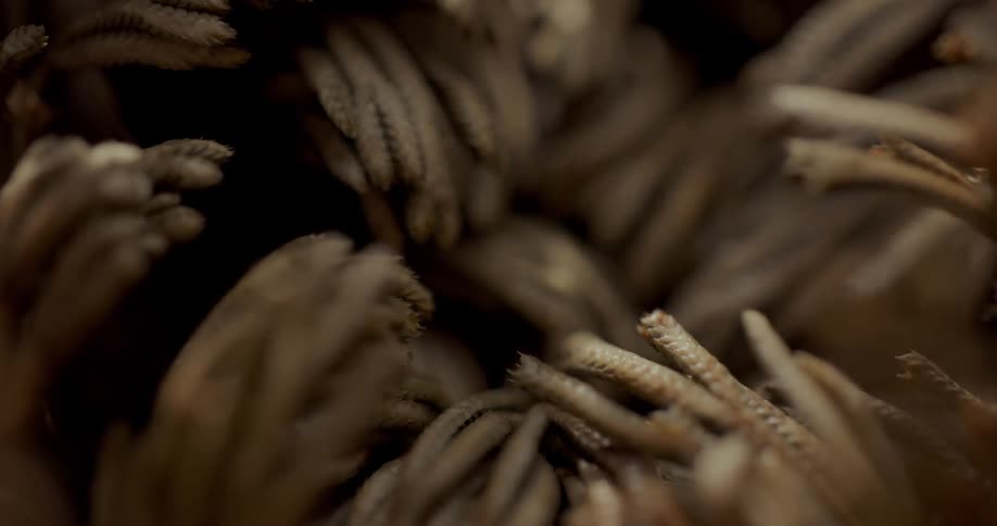 Macro shots of Rose Of Jericho