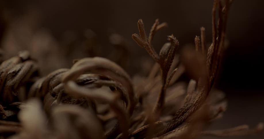 Extreme closeup on a brown plant