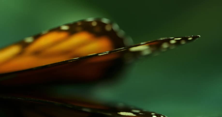 Orange wings and a butterfly with black and white details